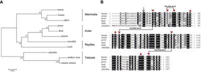 The emerging roles of leukocyte cell-derived chemotaxin-2 in immune diseases: From mechanisms to therapeutic potential